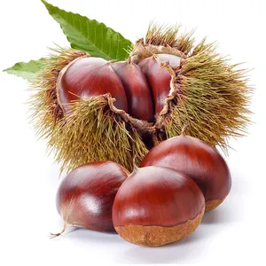 china supplier factory package chestnuts wholesale fresh chestnut healthy food