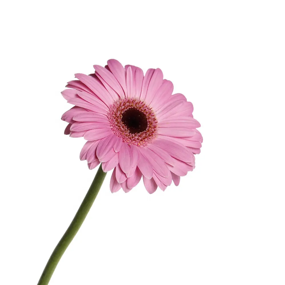 Dounan-tallo de 50-60cm de largo, flores de corte fresco, Gerbera, pétalo rosa, negro, corazón de tierra de granja para decoración de floristería