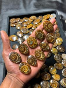 AAA Grade Natural Ammonite Cabochon Flatback Handmade Polished Green Gemstone Lot for Jewelry Making and <b>Craft</b> - Product Image 2