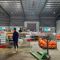 Exportkwaliteit IQF Diepvries Gehele Gember 100% Natuurlijk Gemengd Kasproduct Speciale Vorm 2 Jaar Houdbaarheid Bulk Vietnam 1kg Zak Eetbaar