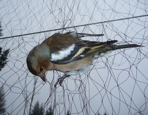 <span class=keywords><strong>2</strong></span>.5x12m Captura de niebla de captura de aves Red de caza negra para aves - Product Image 1