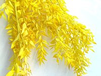 HFlora grosir buket alami aksesoris yang diawetkan sentuhan asli daun Ruscus warna-warni untuk rumah bunga pernikahan