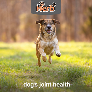 Suplemento para Cadera y Articulaciones para Perros de Marca Privada OEM/ODM - Masticables Blandos Sin Granos de Rápida Absorción para Cadera y Articulaciones - Product Image 2