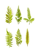 Feuilles de Fougère Dorées Artificielles en Gros, Assortiment de Feuillage à Longue Tige pour Arrangements Floraux, Décoration de Hall d'Hôtel et Restaurant, Planta