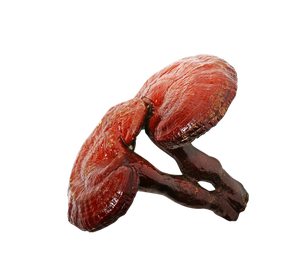 Hữu Cơ 100% Tinh Khiết Hoang Dã Reishi Nấm Chiết Xuất Trung Quốc Nấm Linh Chi Lucidum Dầu Reishi Spore Dầu Cho Sản Phẩm Chăm Sóc Sức Khỏe Bluk 1Kg - Product Image 1