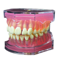 Modelo de práctica de goma blanda dental de simulación de 28 dientes con dientes extraíbles