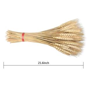 Fleurs décoratives pour mariage, 100 branches, <span class=keywords><strong>herbe</strong></span> de <span class=keywords><strong>blé</strong></span>, Pampas, fleurs de <span class=keywords><strong>blé</strong></span> séchées, décoration pour Table - Product Image 2