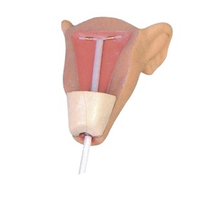 Modèle avancé de <span class=keywords><strong>formation</strong></span> à la contraception intra-utérine pour l'enseignement de la planification de la santé <span class=keywords><strong>maternelle</strong></span> et infantile en sciences médicales - Product Image 4