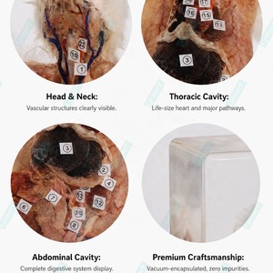 Sistema de Anatomía de Conejo en Acrílico Transparente para Enseñanza, Multifuncional para Escuelas Secundarias - Product Image 5