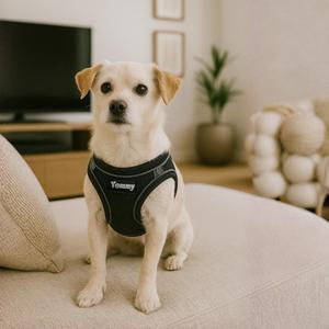 Imbracatura per cani Yommy, taglia piccola-media, in rete traspirante con chiusura in velcro per animali domestici - Product Image 4