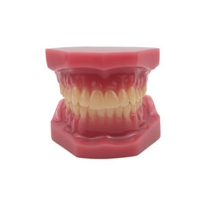 Modèle dentaire orthodontique en résine plastique pour l'enseignement, l'étude et la formation en dentisterie, modèle de mâchoire - Product Image 1