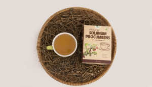 Premium Solanum Procumbens Herbal <b>Tea</b> for Liver Disease Support Raw Dried 2G Pack NMPT Brand From Phu Tho Vietnam - Product Image 2