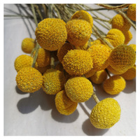 Geconserveerde Billy Buttons bosjes met 20 stelen voor bruiloft, huis, kantoor en feestdecoraties