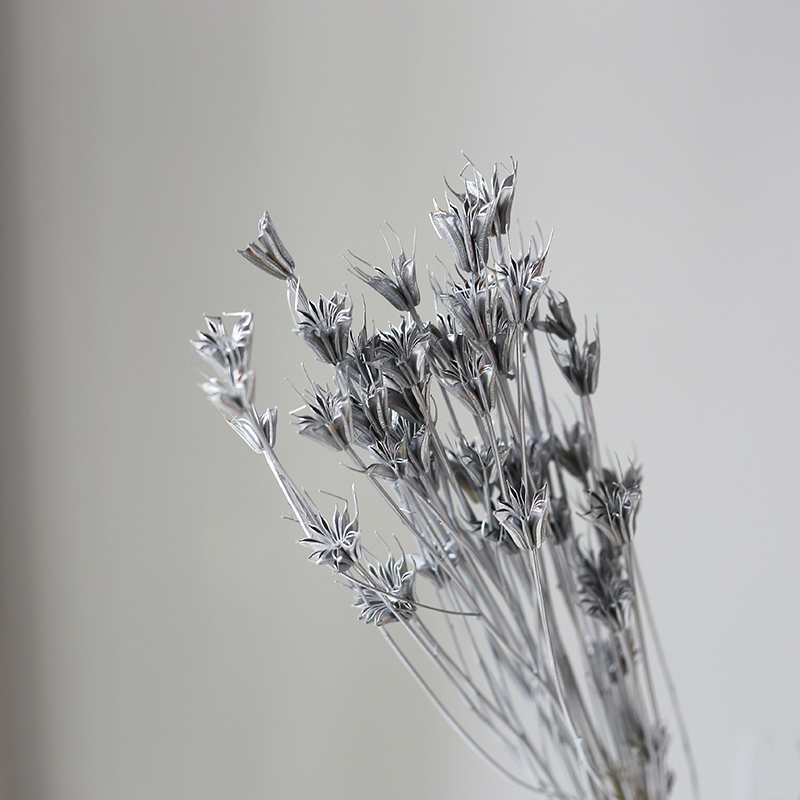 Nigelle d'Asie Argentée
