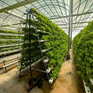 Agricultural <b>Greenhouses</b> Aeroponics Lettuce Hydroponics System Vertical Vertical Growing Racks NFT System Hydroponic - Product Image 1