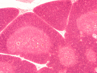 Parasite Microscope Mammal Histology Simple Squamous Epithelium Slides Lab Microscope Glass Slides