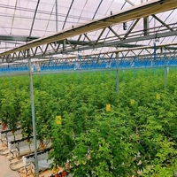 Serre agricole intelligente en verre Sinok pour légumes/fraises/tomates, serre verticale avec système hydroponique