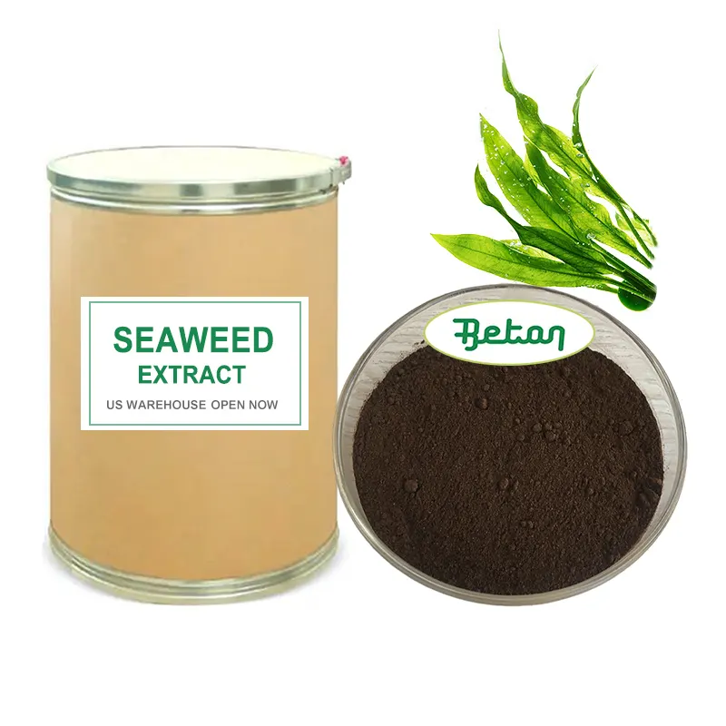 Organic Nodosum Extract Natural Extracts 100% Soluble Green Algae Kelp Bladderwrack Seaweed Extract Powder 10:1 For Cosmetics