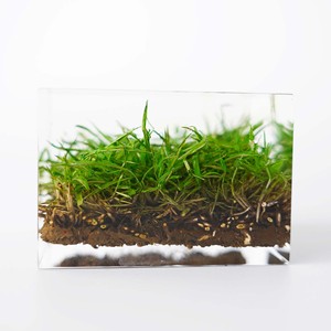 แจกันอะคริลิกเรซิ่นทรงสี่เหลี่ยมลายหญ้าสีเขียวธรรมชาติ ของตกแต่งงานฝีมือ สำหรับวันดินโลก - Product Image 5