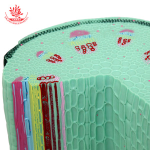 Modèle de tige de plante dicotylédonée, plante herbacée, instrument pédagogique de biologie pour collège, section cellulaire végétale - Product Image 2