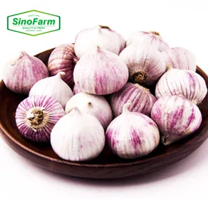 Fresh Solo Garlic Single Clove Garlic Fresh For Export