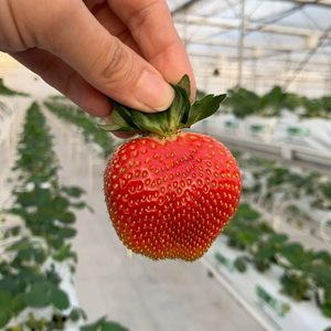 Bolsa de Cultivo Hidropónico de PVC, Precio de Proveedor para Fresas y Tomates en Invernadero, Contactar para Cotización - Product Image 1