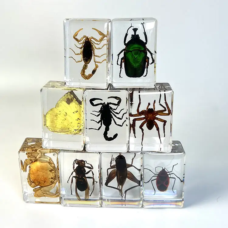Vente en gros de spécimen d'insecte scorpion en résine véritable pour l'éducation des enfants, résine transparente, décoration d'insectes, presse-papiers artisanaux