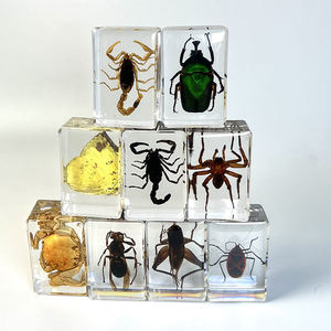 Wholesale Children Education Resin Real Spider Scorpion Insect Specimen Clear Resin Insect Decoration Crafts Paperweight