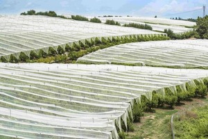 <span class=keywords><strong>Manta</strong></span> Protectora para Plantas de Alta Resistencia, Tela Antiheladas para Vegetales, Tela de Protección Invernal para Plantas - Product Image 5