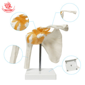 Modelo funcional de articulación del hombro FRT026, modelo de esqueleto humano, modelo de articulación del hombro con ligamentos, modelo esquelético - Product Image 2