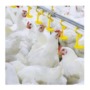 Modern design Automatic broiler chicken poultry farm equipment with auto feeder and waterer