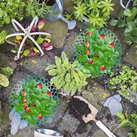 Support de plante en plastique pour plantes grimpantes, support de culture pour fraises, idéal pour le jardinage