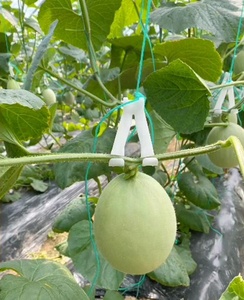 Crochets de suspension galvanisés pour serre, supports pour melons, pastèques et tomates, accessoires de fixation pour tiges - Product Image 5