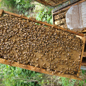 بديل حبوب لقاح النحل العضوي في مكمل غذائي للنحل العضوي عالي البروتين في كيس تعبئة - Product Image 2