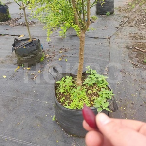 HOKBG-Bolsa de cultivo de <span class=keywords><strong>50</strong></span> <span class=keywords><strong>litros</strong></span>, 13 galones, respetuoso con el medio ambiente, Anti-UV, tela tejida PP duradera, macetas y jardineras para jardín de flores - Product Image 4