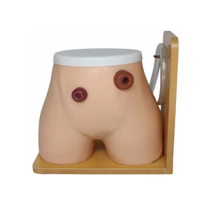 Mô hình điều dưỡng xương - Product Image 6