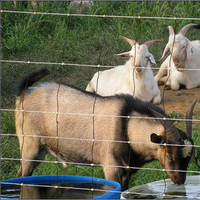 Grillage galvanisé haute résistance pour clôture de bétail, filet de protection durable pour fermes et champs, idéal pour l'élevage de moutons, chevaux et autres animaux.