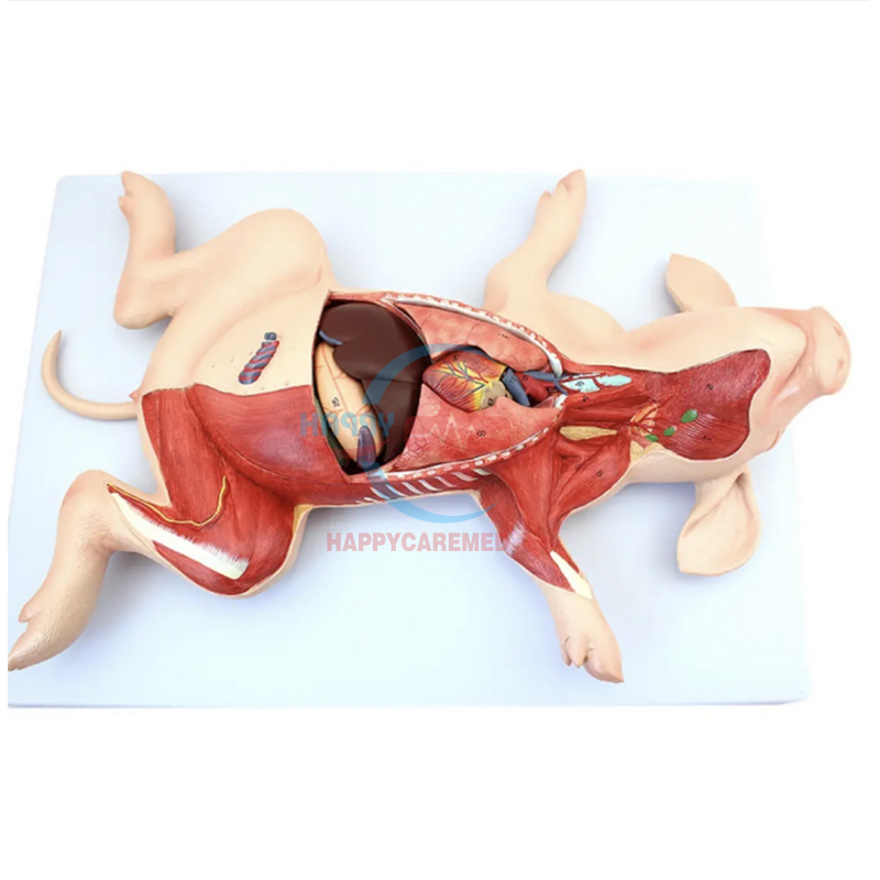 HC-R075A высококачественной свиной модель анатомирования для ПВХ преподавание свинья эмбрион модели животных анатомическая модель для ветеринара