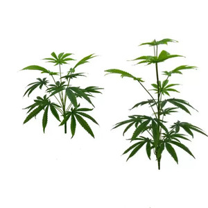 Foglie di Cannabis Artificiali Grandi, 15 Pezzi in Plastica per Oggetti di Scena Cinematografici e Televisivi - Product Image 2