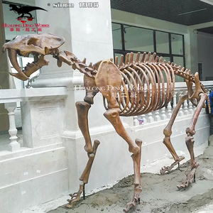 <span class=keywords><strong>Squelette</strong></span> fossile <span class=keywords><strong>de</strong></span> <span class=keywords><strong>dinosaure</strong></span> d'exposition <span class=keywords><strong>de</strong></span> musée <span class=keywords><strong>de</strong></span> taille réelle à vendre - Product Image 4