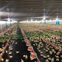 Bâtiment en structure acier préfabriqué à montage facile et économique pour poulailler, ferme avicole et enclos à poules