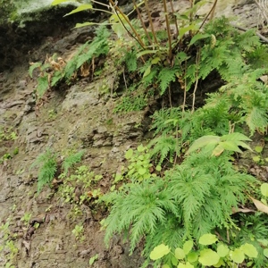 Plantes séchées naturelles de Selaginella Doederleinii de haute qualité, herbe traditionnelle <span class=keywords><strong>Shi</strong></span> <span class=keywords><strong>Shang</strong></span> Bai, à vendre - Product Image 5