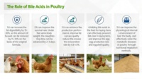 Acide Biliaire de Qualité Supérieure 95% de Grade Alimentaire (CAS 81-25-4) HS pour la Promotion de la Croissance des Poissons et la Protection du Foie/Des Intestins - Additif Alimentaire