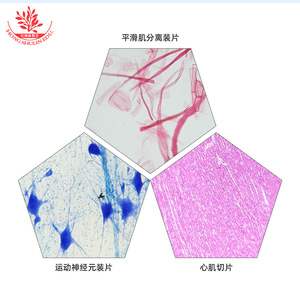 20 Types of Biology <b>Slides</b> for High Schools (Nationally Standardized, Non-Science Popularization, Textbook-Related, High School - Product Image 3