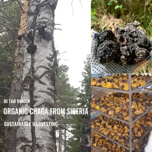 Beta-d-glucano Orgánico Vital Green ≥30%, Extracto Natural de Hongo Chaga en Polvo para Café y Té de Chaga - Product Image 2