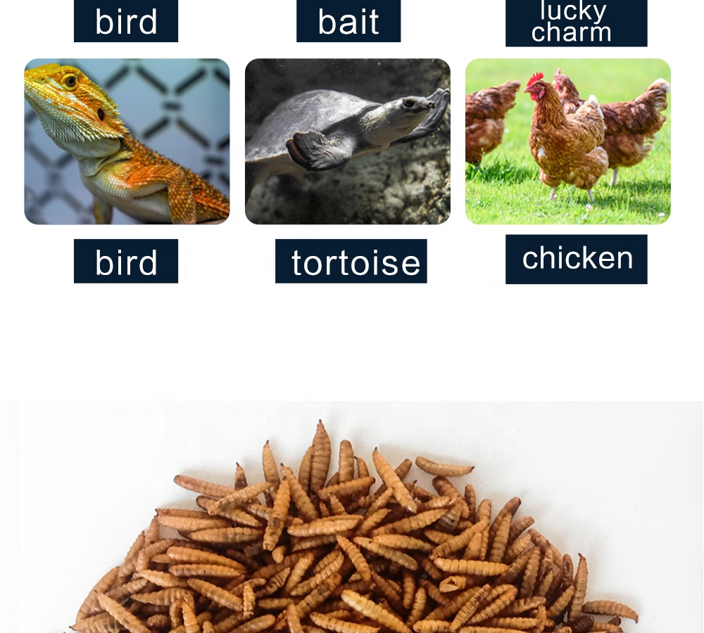 Janio Golden Wren for healthy