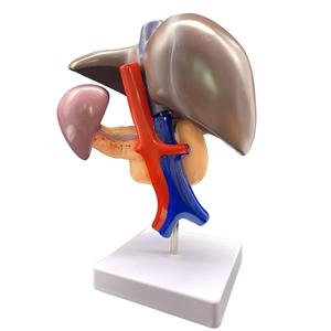 Modelo Anatómico de Hígado, Páncreas y Duodeno Humano Desmontable en 3 Partes con Estructura Vascular para Enseñanza Médica - Product Image 3