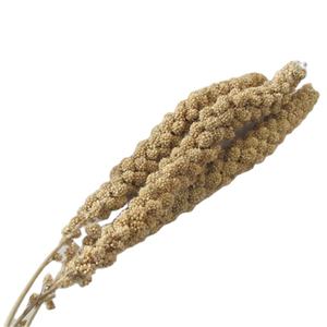 Nieuwe Oogst Gu Sui Beste Prijs Rood/Gele Gierst Sprays - Product Image 1