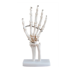 Scienza medica della fabbrica che vende caldo le piccole articolazioni della mano reale ed i modelli anatomici del legamento con i migliori prezzi - Product Image 4