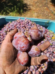 Aire caliente Circulación Combustible Gas Hami Melón Calabaza blanca Cilantro Limpieza Blanqueo y secado Línea de producción - Product Image 5